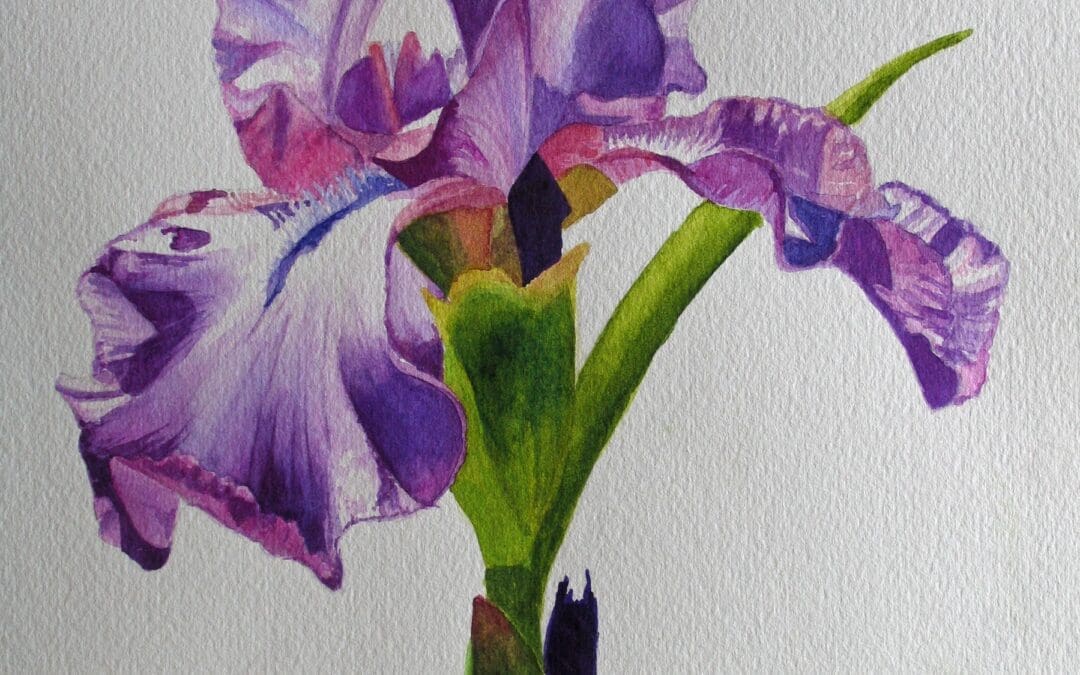 Sarah’s Iris