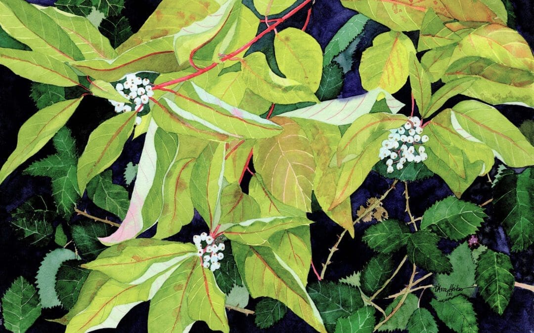 Red Osier Dogwood
