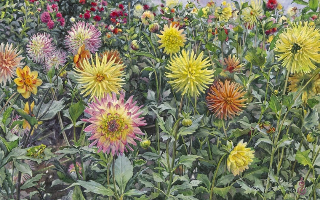 Dahlia Fireworks