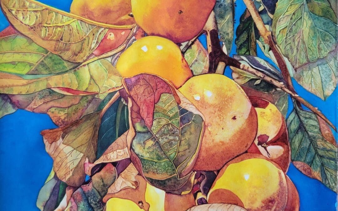 Persimmons Harvest