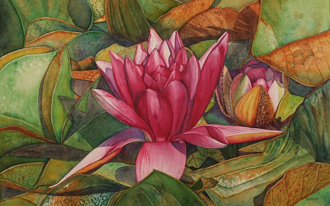 Mom’s pond lilies
