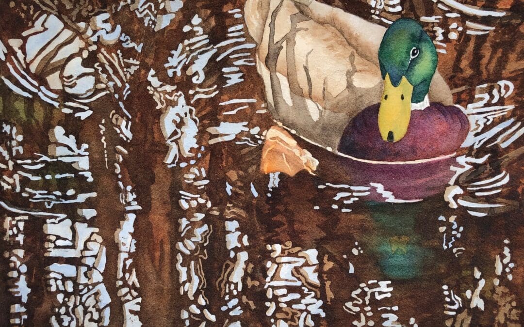 Soos Creek Mallard