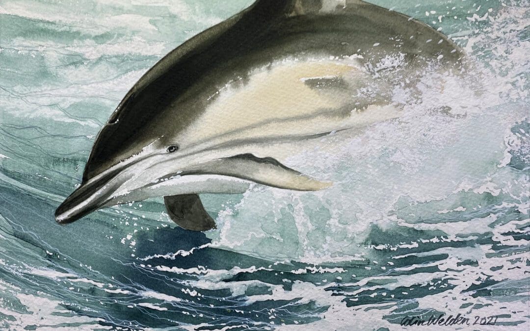 DOLPHIN AT PLAY