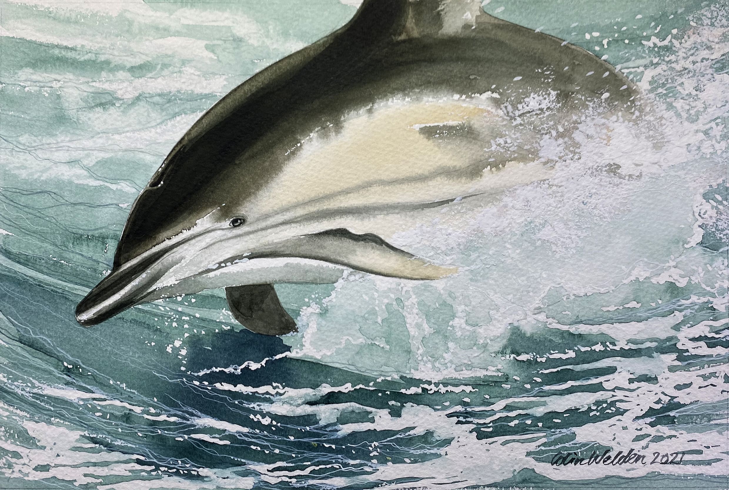 Dolphin