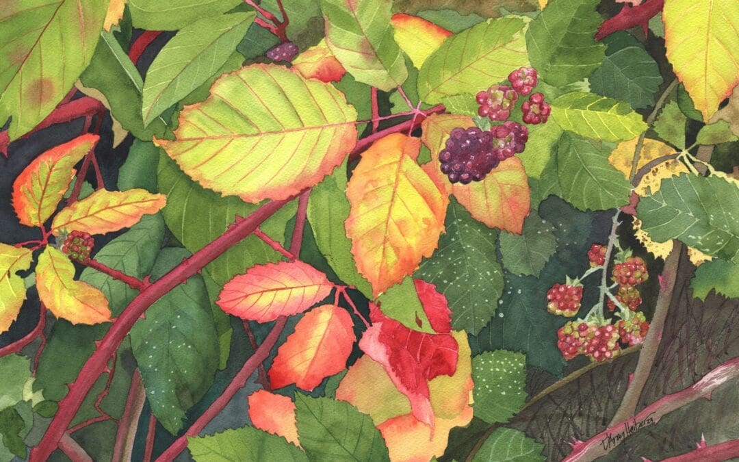 August Blackberries