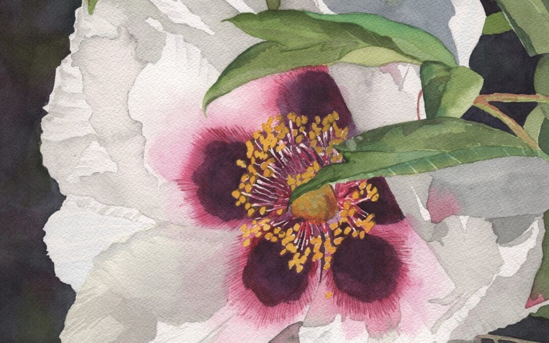 Paeonia Rockii