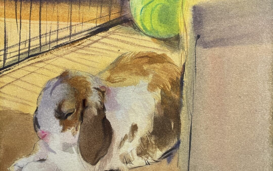 The Bunny and his Box