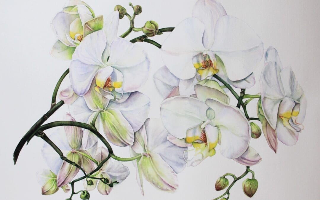 Ilina_White Orchids
