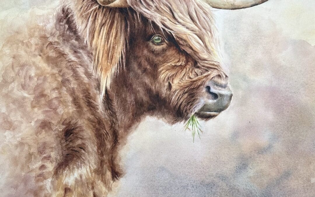 Hairy Coo