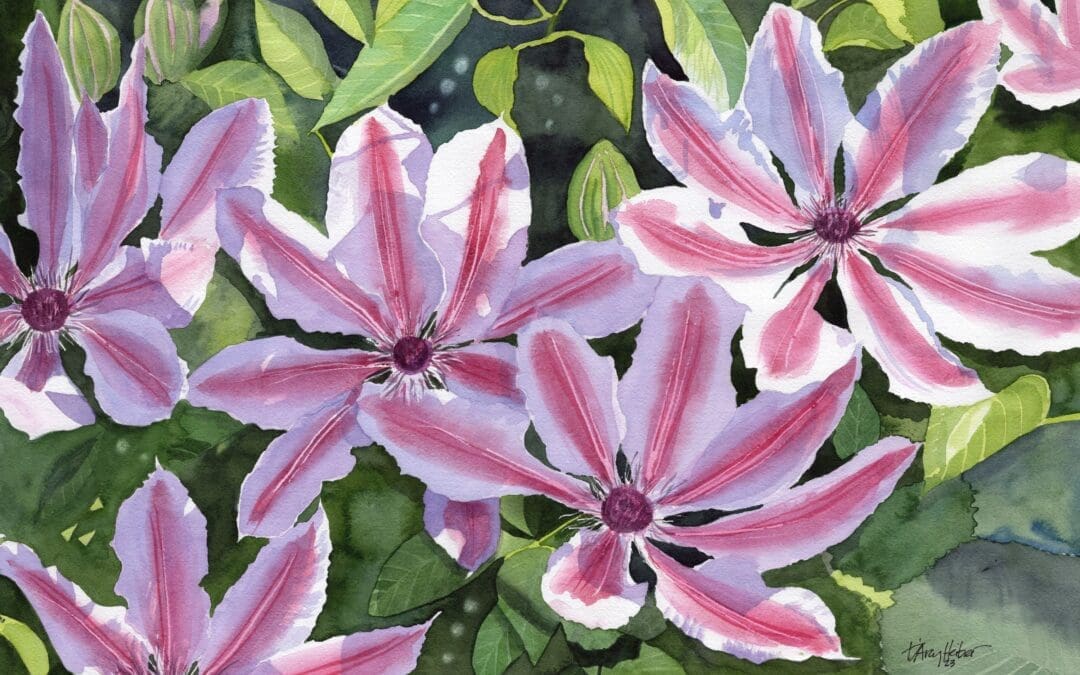 Clematis Nelly Moser