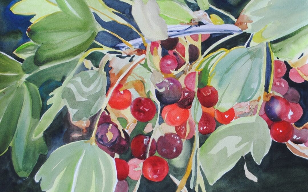 Red Currants