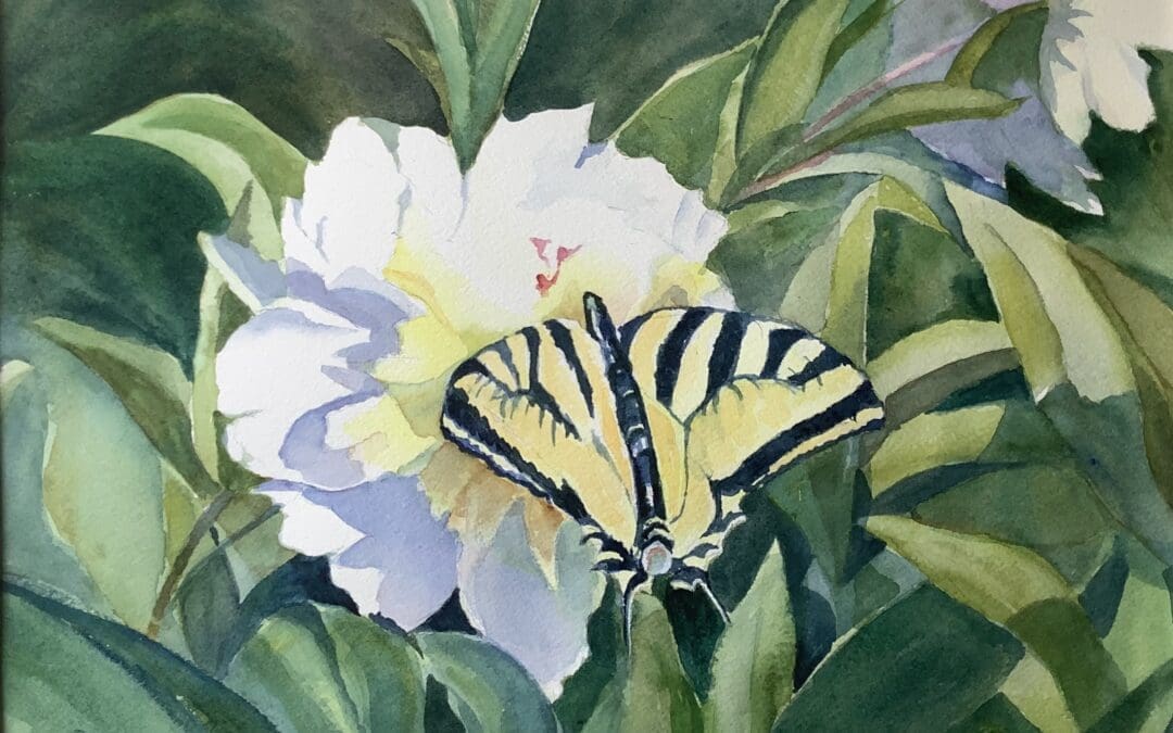 Summer Visitor