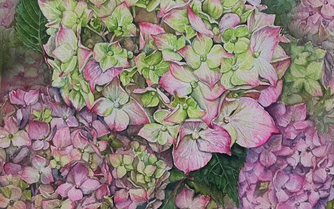 Pink Hydrangeas
