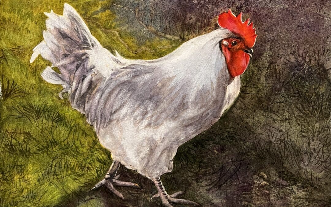 A Fine Lavender Orpington Rooster
