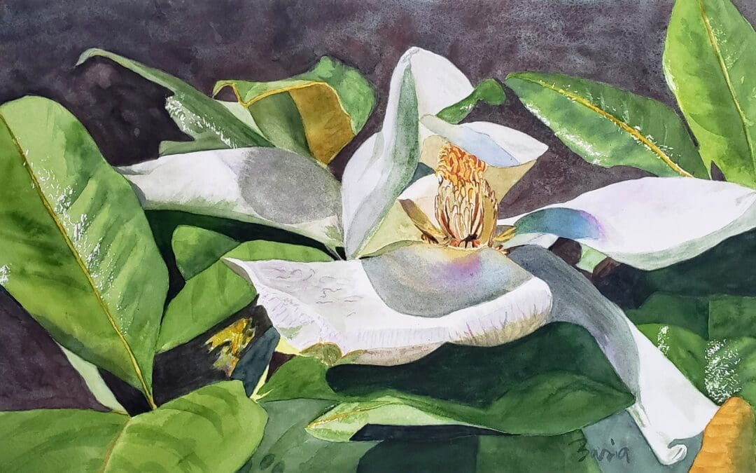 Magnolia ouverture