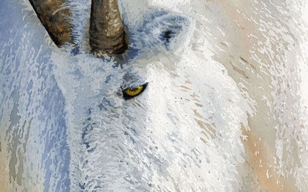 Mountain Goat