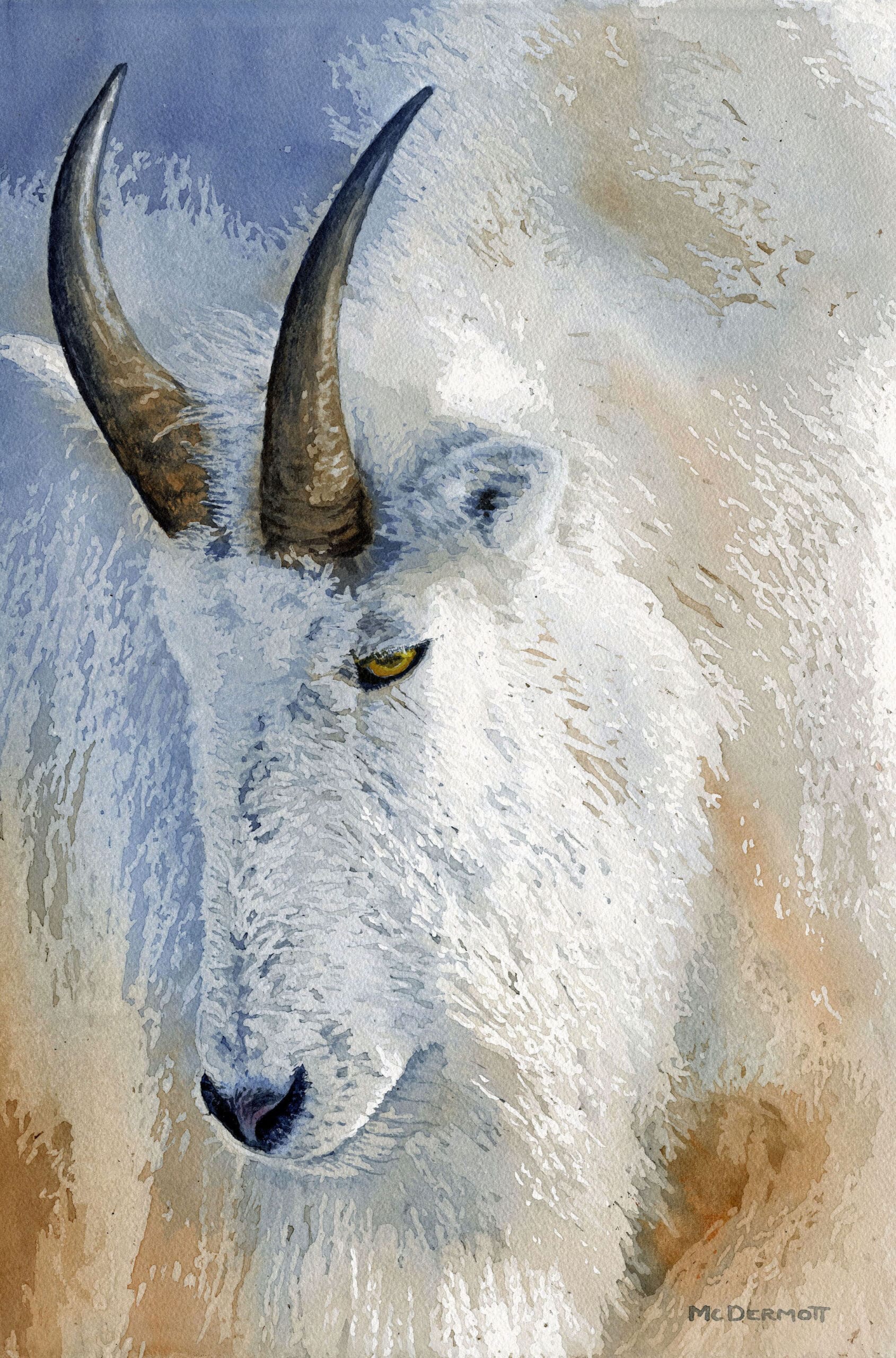 Mountain-Goat