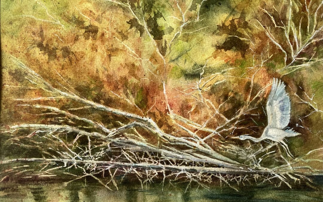 Skagit Heron