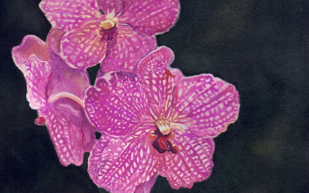 Orchid 10