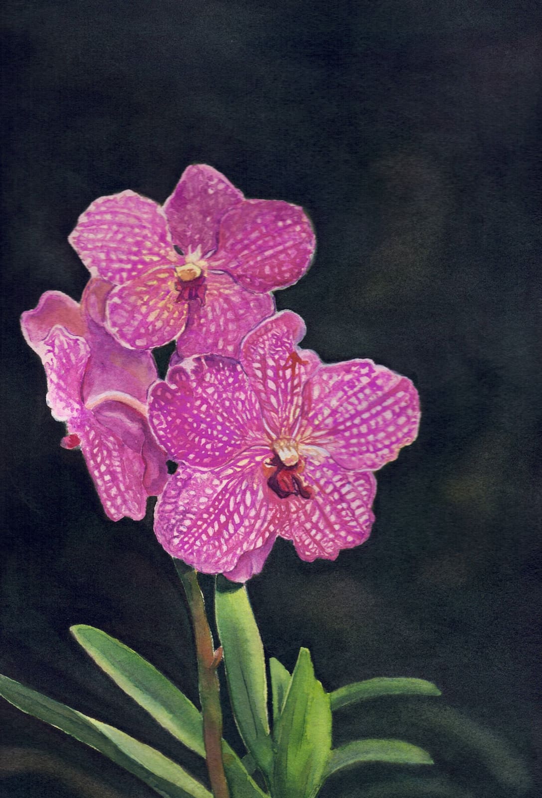Orchid-10-Michele-Tabor-Kimbrough