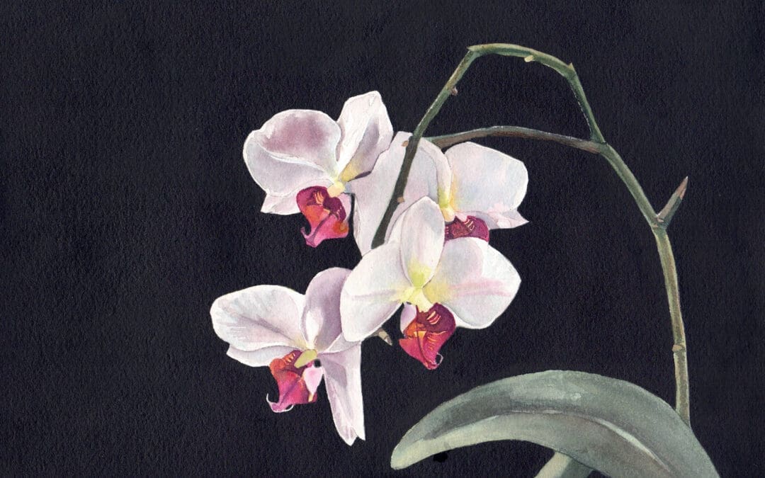 Orchid 13