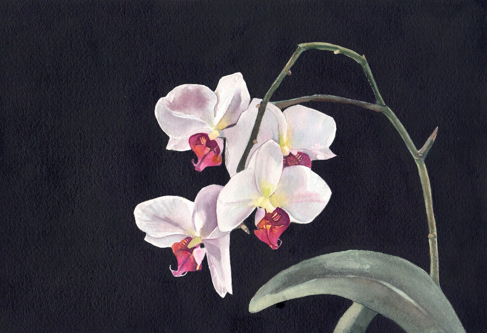 Orchid-13-Michele-Tabor-Kimbrough