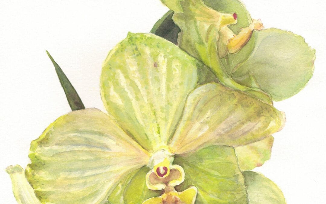 Orchid 5