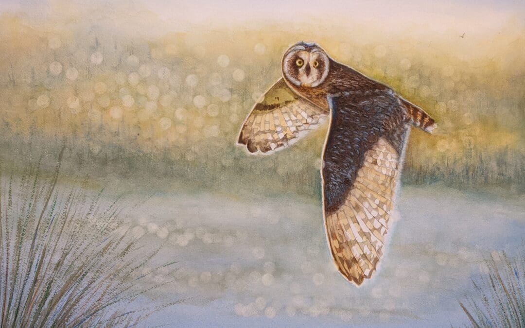 Dusk Visitor