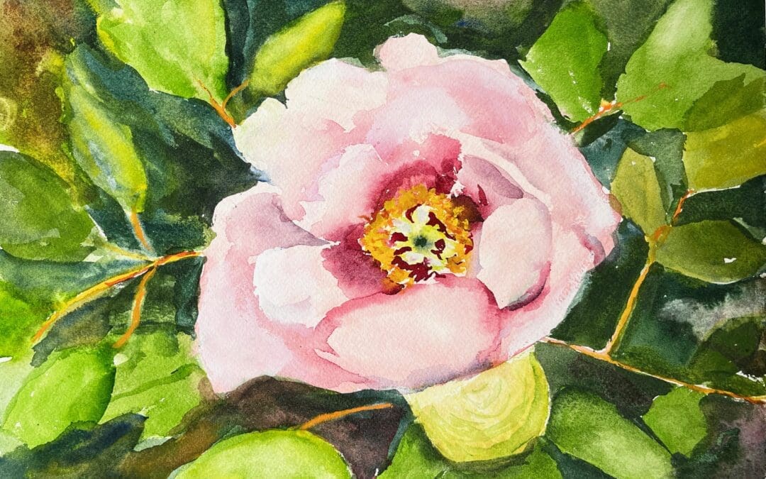 Peony