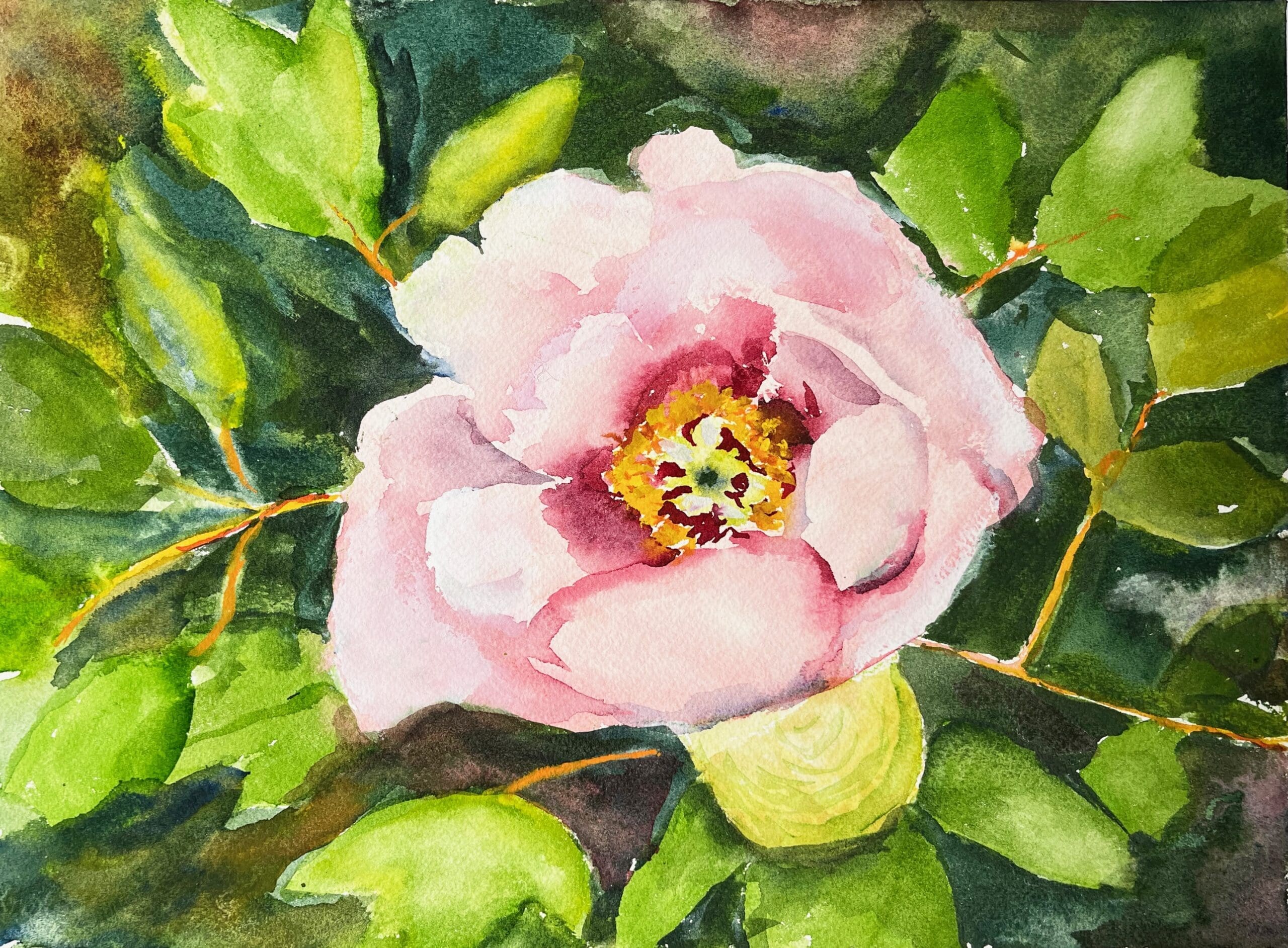 Peony-RoseWind