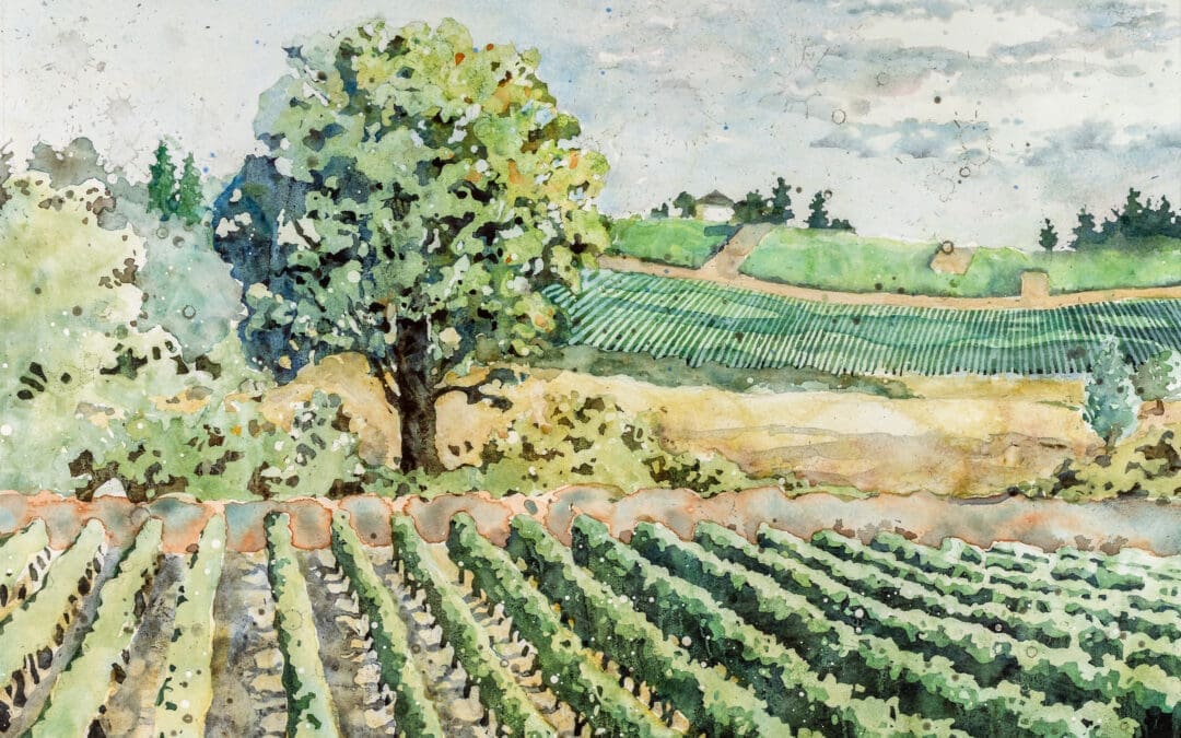 Shadows and Shades of Vineyard Green