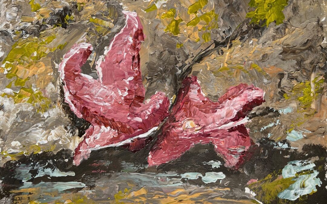 Starfish