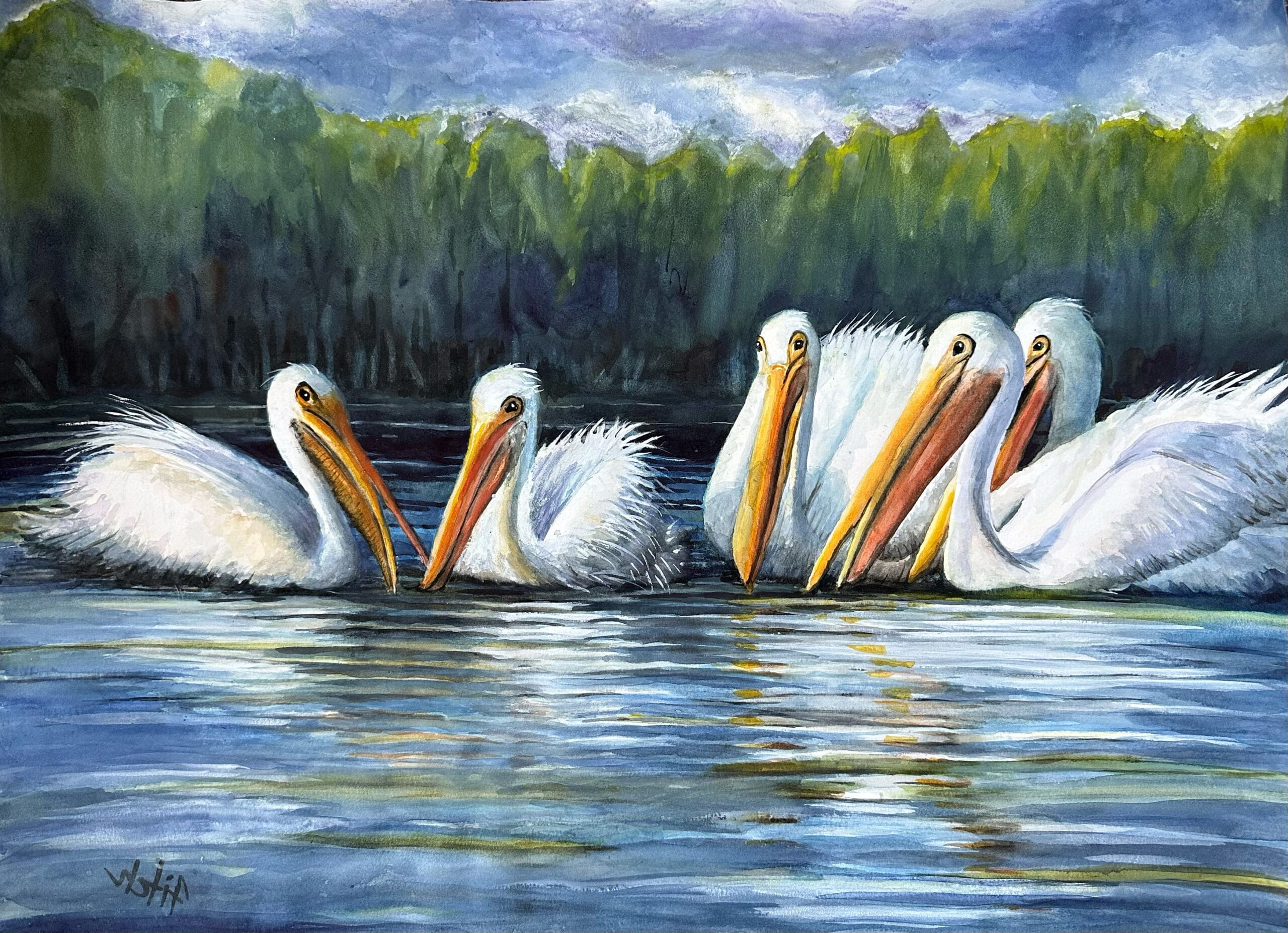 pelicans