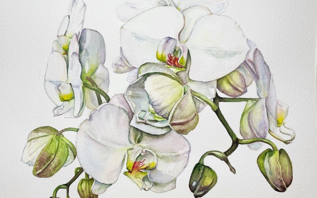 White Orchids