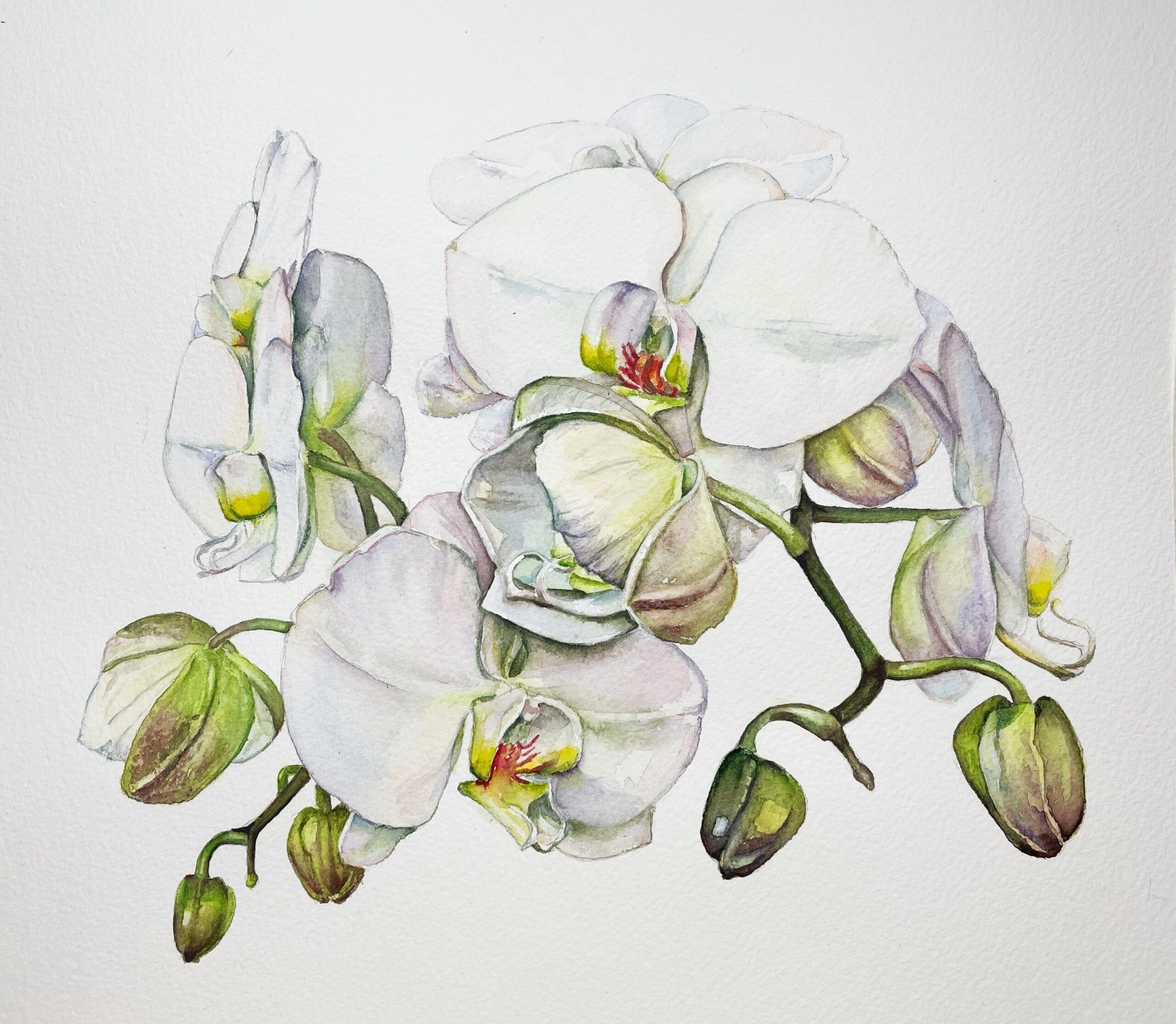 whiteorchid