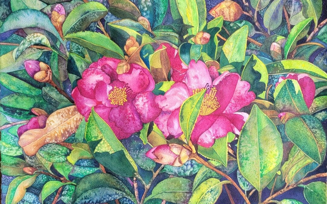 Dad’s favorite Camellias