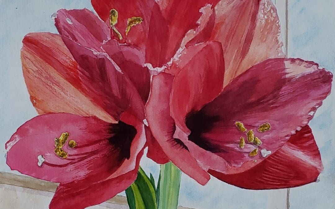 Amaryllis in window