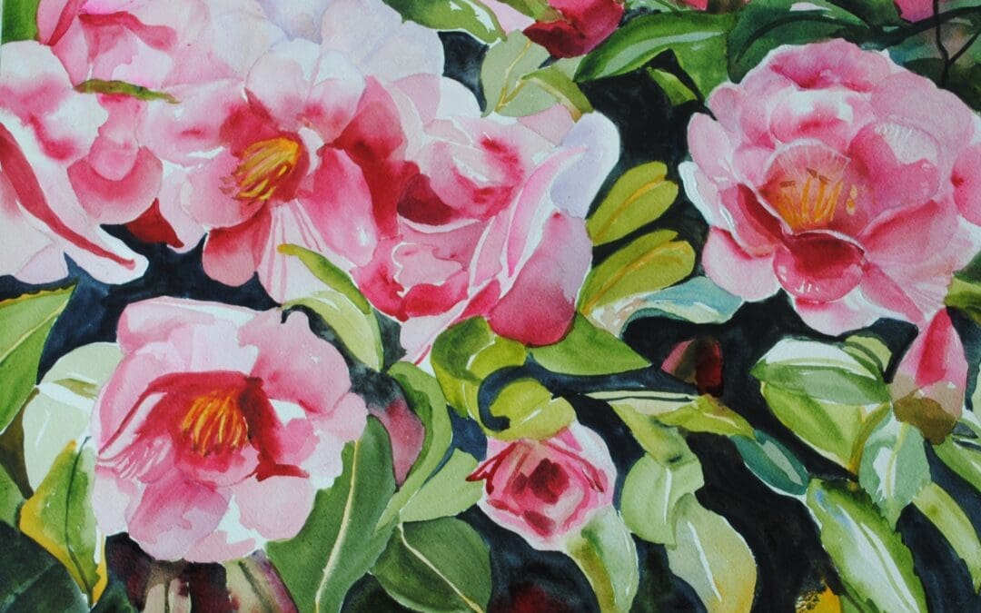 My camellias