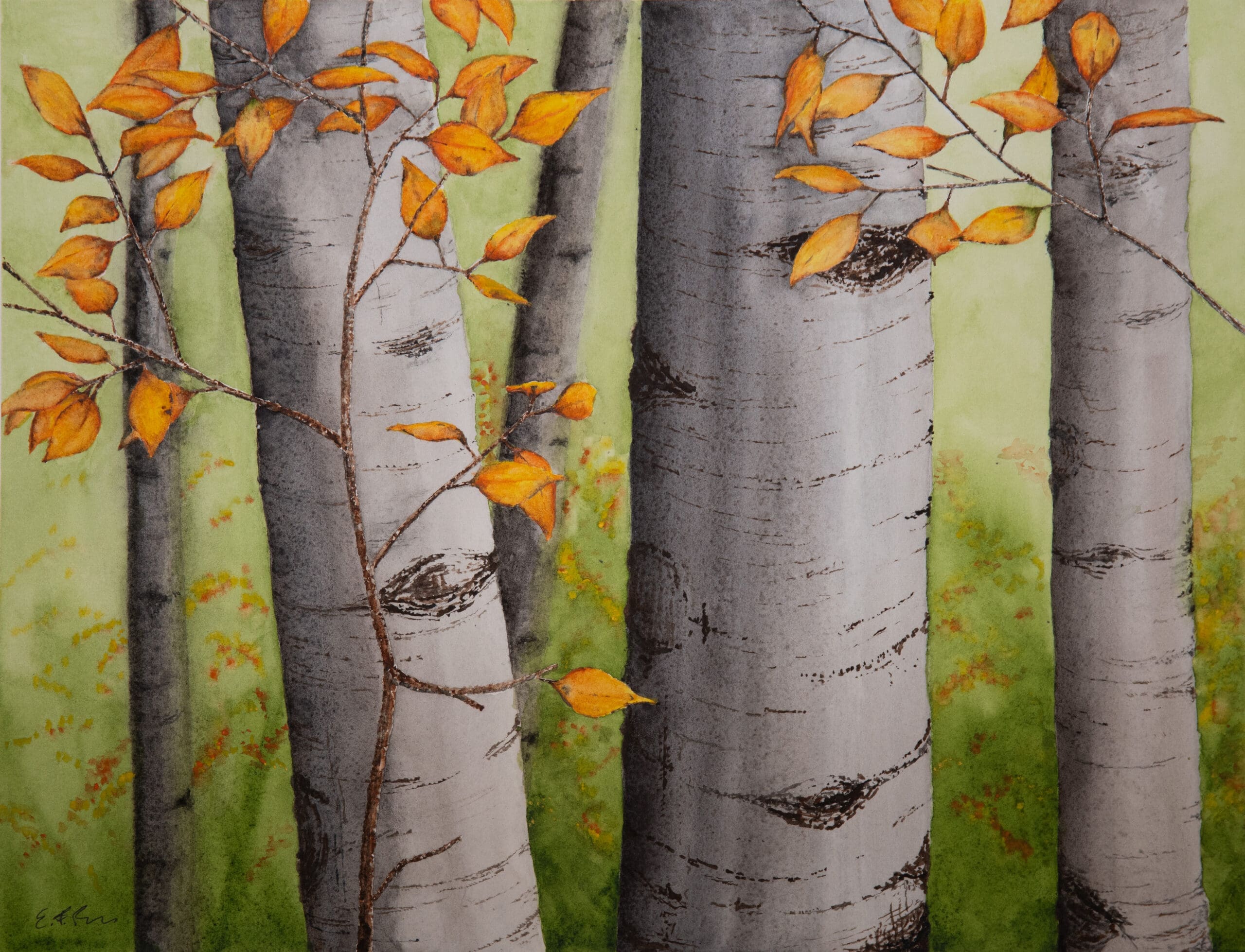 EFR_4708-Birch-Walk