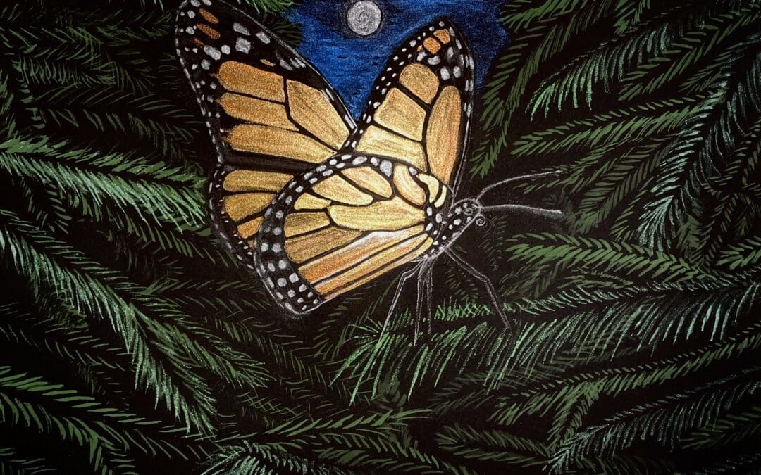 Where Butterflies Go at Night