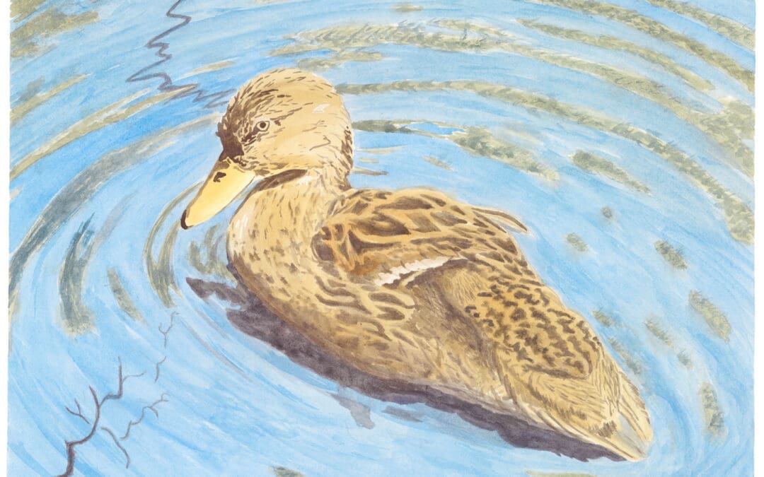 Mother Duck