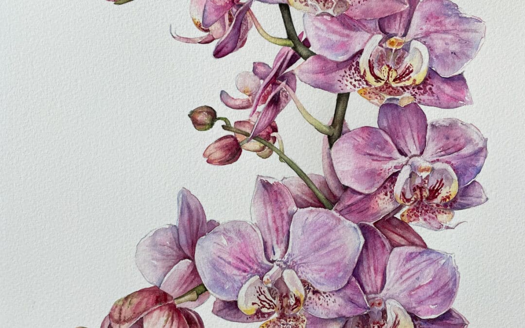 Pink Orchid
