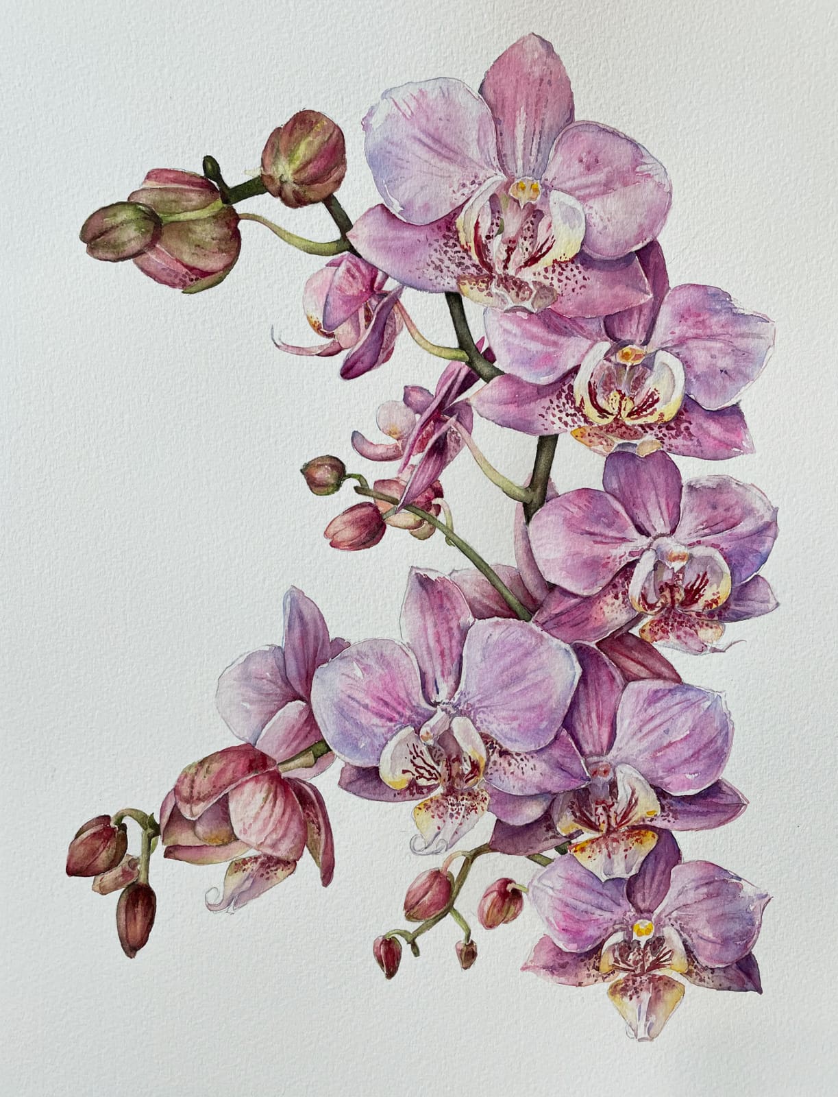 Pink-Orchid