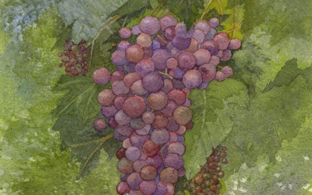 Ripening on the Vine
