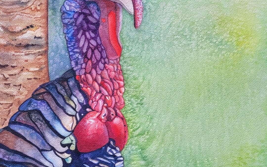Wild Turkey