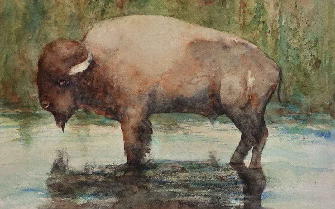 American Bison