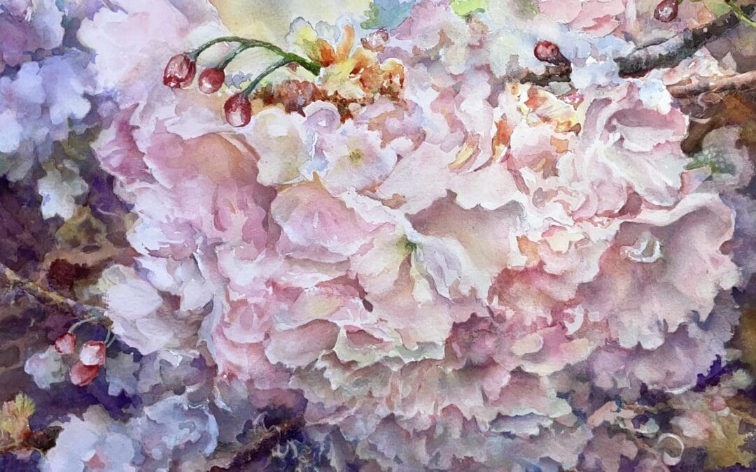 Cherry Blossoms