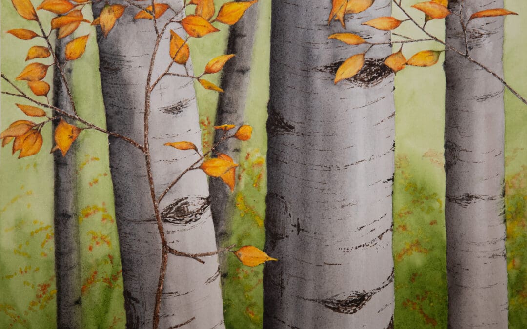 Birch Walk