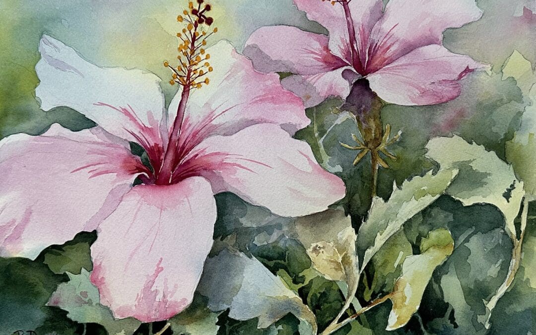 Hibiscus Beauties