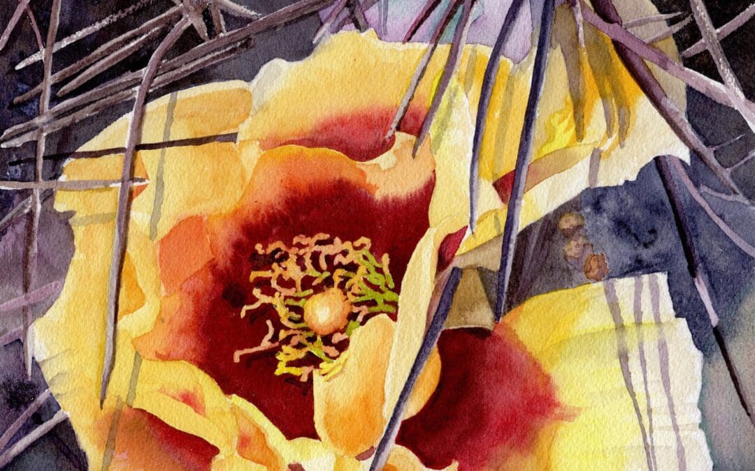 Opuntia ‘macrocentra’
